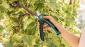 Bosch EasyPrune Akumulatorske makaze za orezivanje, 06008B2102 (06008B2102)